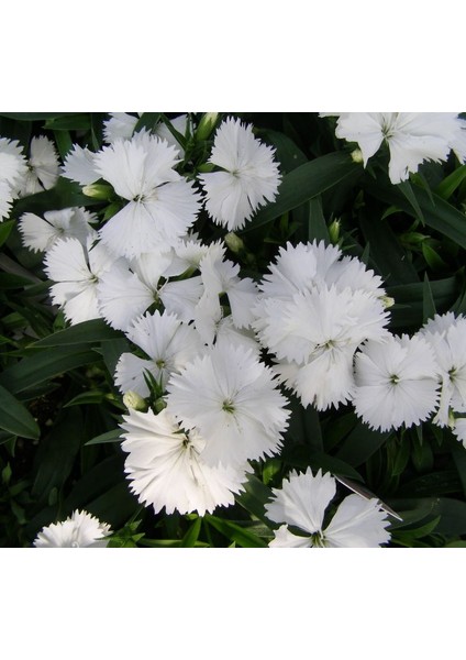 Kokulu Beyaz Çin Karanfili F1 Tohumu ( 10 Tohum )