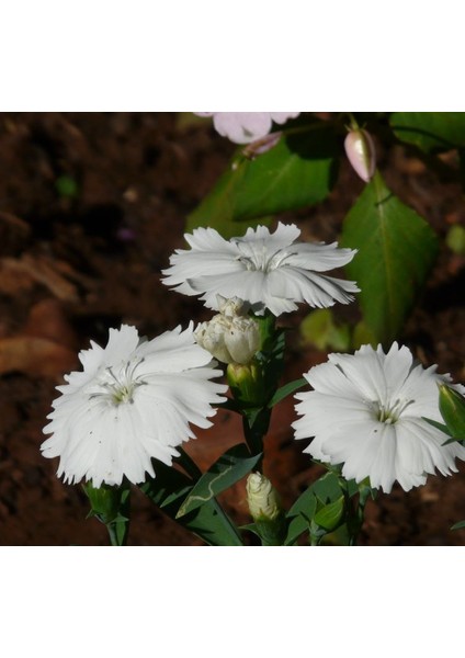 Kokulu Beyaz Çin Karanfili F1 Tohumu ( 10 Tohum ) modelleri