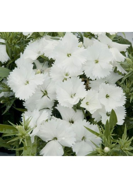 Kokulu Beyaz Çin Karanfili F1 Tohumu ( 10 Tohum ) fırsatları