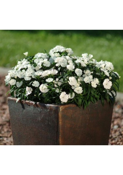 Kokulu Beyaz Çin Karanfili F1 Tohumu ( 10 Tohum ) indirimleri