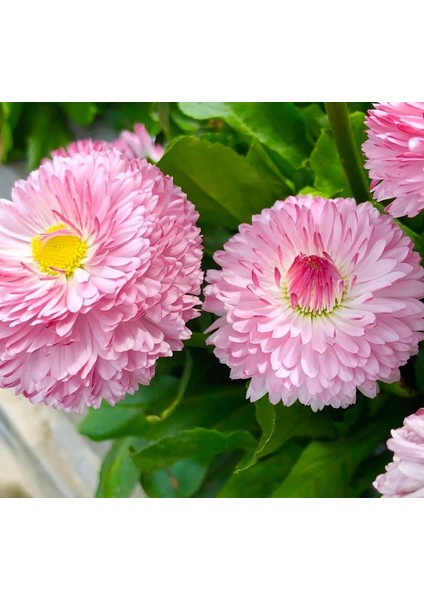 Pembe Katmerli Şeker Tabağı F1 Tohumu ( 30 Tohum ) fiyatları
