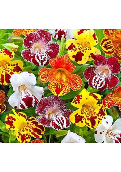 Karışık Mimulus Misk Çiçeği F1 Tohumu ( 30 Tohum )