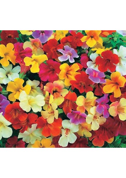 Karışık Mimulus Misk Çiçeği F1 Tohumu ( 30 Tohum )