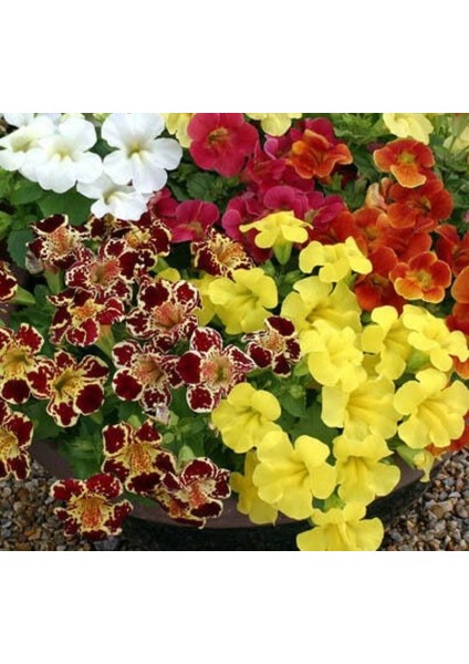 Karışık Mimulus Misk Çiçeği F1 Tohumu ( 30 Tohum )