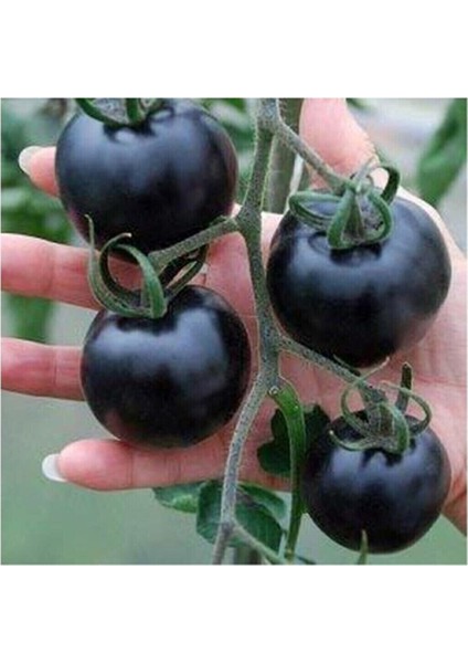 Siyah Domates Tohumu Organik Domates Tohumu 10'li + Torf + Saksı + Tohum