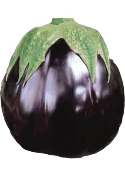 Dilimli Topan Patlıcan Tohumu (10 Gram) fiyatları