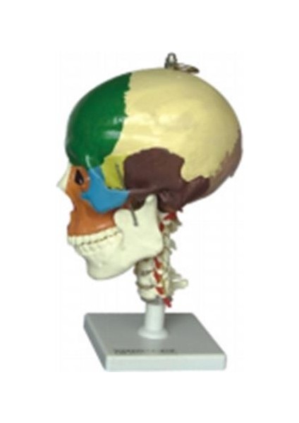 Boyun Omurları Üzerinde Renklendirilmiş Anatomik Kafatası Modeli 4 Parça