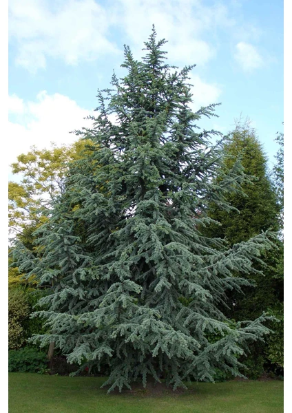 Fidan Sahası Mavi Atlas Sediri (Cedrus Atlantica) 50-70 cm