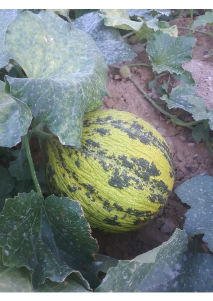 Ata Tohumu Dilimli Altınbaş Kavunu fırsatları
