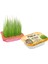 Natural Cat Grass Doğal Kedi Çimi 1