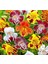 Karışık Mimulus Misk Çiçeği F1 Tohumu ( 30 Tohum ) 3