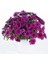Mor Bodrum Papatyası F1 Tohumu ( 5 Tohum ) 5