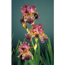 Nandina Botanik 2 Adet Iris-Süsen Pureobractea Çiçek Soğanı  Kod 4042 Renkli
