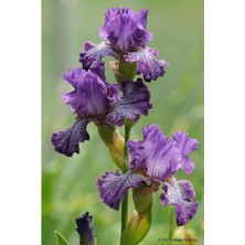 Nandina Botanik 2 Adet Iris-Süsen Pureobractea Çiçek Soğanı  Kod 4063 Renkli