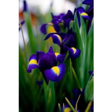 Nandina Botanik 2 Adet Iris-Süsen Pureobractea Çiçek Soğanı  Kod 4065 Renkli