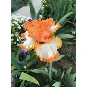 Nandina Botanik 2 Adet Iris-Süsen Pureobractea Çiçek Soğanı  Kod 4002 Renkli