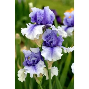 Nandina Botanik 2 Adet Iris-Süsen Pureobractea Çiçek Soğanı  Kod 4004 Renkli