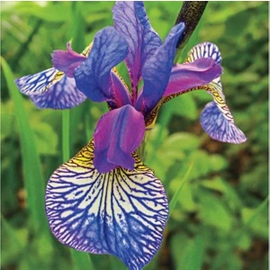 Nandina Botanik 2 Adet Iris-Süsen Pureobractea Çiçek Soğanı  Kod 4006 Renkli
