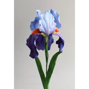 Nandina Botanik 2 Adet Iris-Süsen Pureobractea Çiçek Soğanı  Kod 4011 Renkli