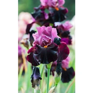 Nandina Botanik 2 Adet Iris-Süsen Pureobractea Çiçek Soğanı  Kod 4012 Renkli