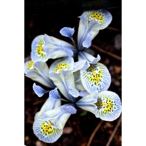 Nandina Botanik 2 Adet Iris-Süsen Pureobractea Çiçek Soğanı  Kod 4015 Renkli