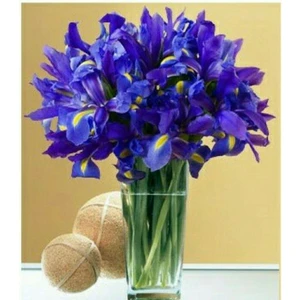 Nandina Botanik 2 Adet Iris-Süsen Pureobractea Çiçek Soğanı  Kod 4020 Renkli