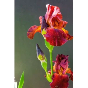 Nandina Botanik 2 Adet Iris-Süsen Pureobractea Çiçek Soğanı  Kod 4024 Renkli