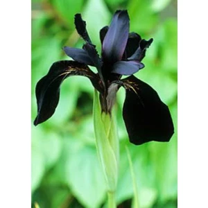 Nandina Botanik 2 Adet Iris-Süsen Pureobractea Çiçek Soğanı  Kod 4026 Renkli