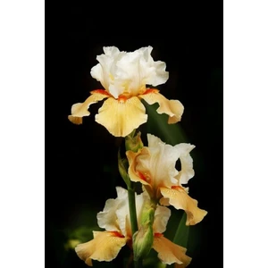 Nandina Botanik 2 Adet Iris-Süsen Pureobractea Çiçek Soğanı  Kod 4027 Renkli