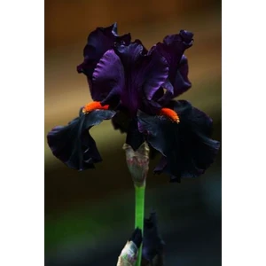 Nandina Botanik 2 Adet Iris-Süsen Pureobractea Çiçek Soğanı  Kod 4029 Renkli