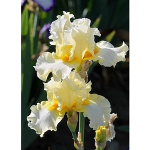 Nandina Botanik 2 Adet Iris-Süsen Pureobractea Çiçek Soğanı  Kod 4031 Renkli