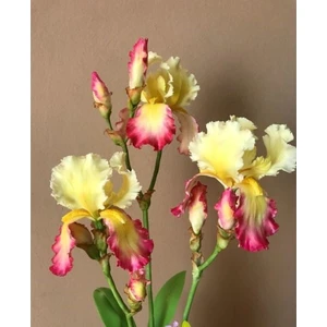 Nandina Botanik 2 Adet Iris-Süsen Pureobractea Çiçek Soğanı  Kod 4035 Renkli