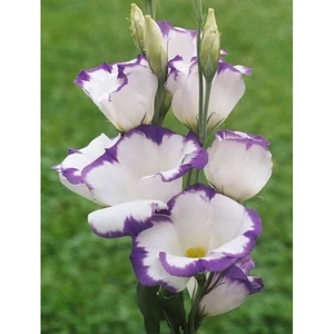Nandina Botanik 2 Adet Iris-Süsen Pureobractea Çiçek Soğanı  Kod 4039 Renkli