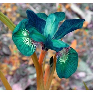 Nandina Botanik 2 Adet Iris-Süsen Pureobractea Çiçek Soğanı  Kod 4045 Renkli