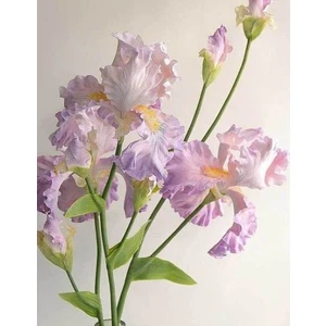 Nandina Botanik 2 Adet Iris-Süsen Pureobractea Çiçek Soğanı  Kod 4048 Renkli