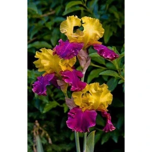 Nandina Botanik 2 Adet Iris-Süsen Pureobractea Çiçek Soğanı  Kod 4051 Renkli