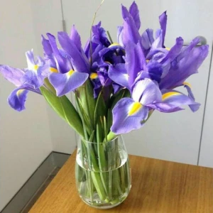 Nandina Botanik 2 Adet Iris-Süsen Pureobractea Çiçek Soğanı  Kod 4052 Renkli