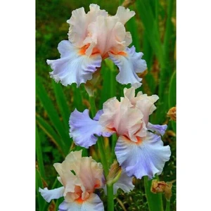 Nandina Botanik 2 Adet Iris-Süsen Pureobractea Çiçek Soğanı  Kod 4056 Renkli