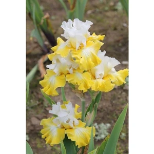 Nandina Botanik 2 Adet Iris-Süsen Pureobractea Çiçek Soğanı  Kod 4062 Renkli