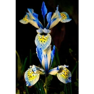Nandina Botanik 2 Adet Iris-Süsen Pureobractea Çiçek Soğanı  Kod 4067 Renkli