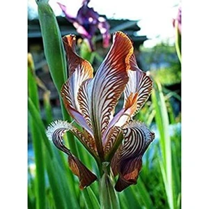 Nandina Botanik 2 Adet Iris-Süsen Pureobractea Çiçek Soğanı  Kod 4077 Renkli