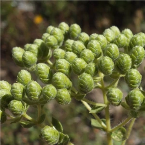 Lavanta Şarköy Izmir Kekiği Tohumu 200 Adet (Bilyalı Kekik)
