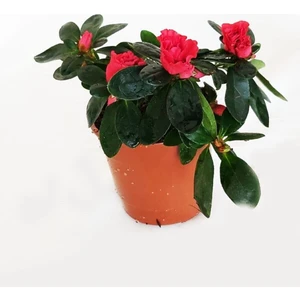Lotus Botanik Kırmızı Açelya Çiçeği