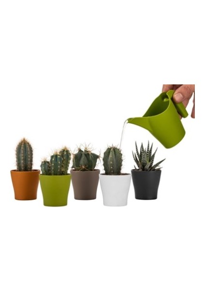 Egzotikbahçe Dekoratif Kaktüs Sukulent Saksısı 5 Farklı Renk - 6cm Çapında