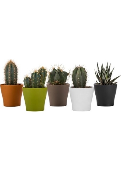 Egzotikbahçe Dekoratif Kaktüs Sukulent Saksısı 5 Farklı Renk - 6cm Çapında