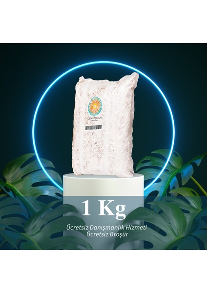 Istiridye Mantarı Tohumu 1 kg