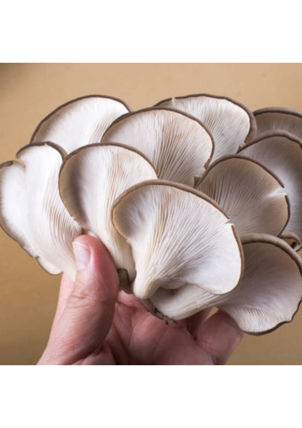 Istiridye Mantarı Tohumu 1 kg fiyatları