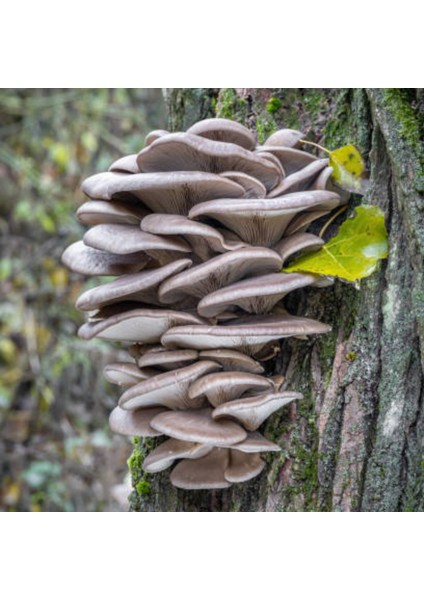 Istiridye Mantarı Tohumu 1 kg modelleri