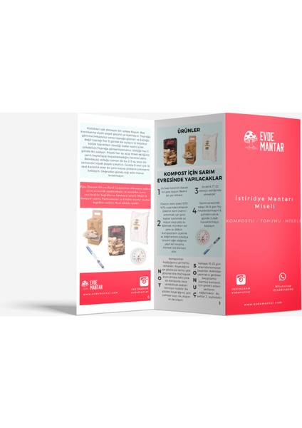 Istiridye Mantarı Tohumu 1 kg fırsatları