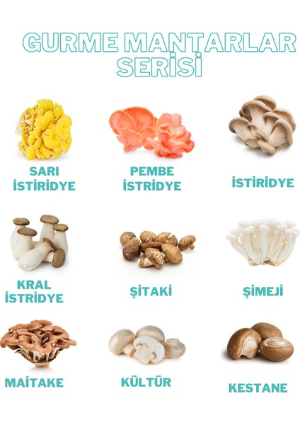 Istiridye Mantarı Tohumu 1 kg indirimleri